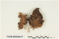 藏品(曲尾苔科)的圖片